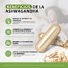 Windboss Cápsulas de Ashwagandha KSM-66 miniatura 4