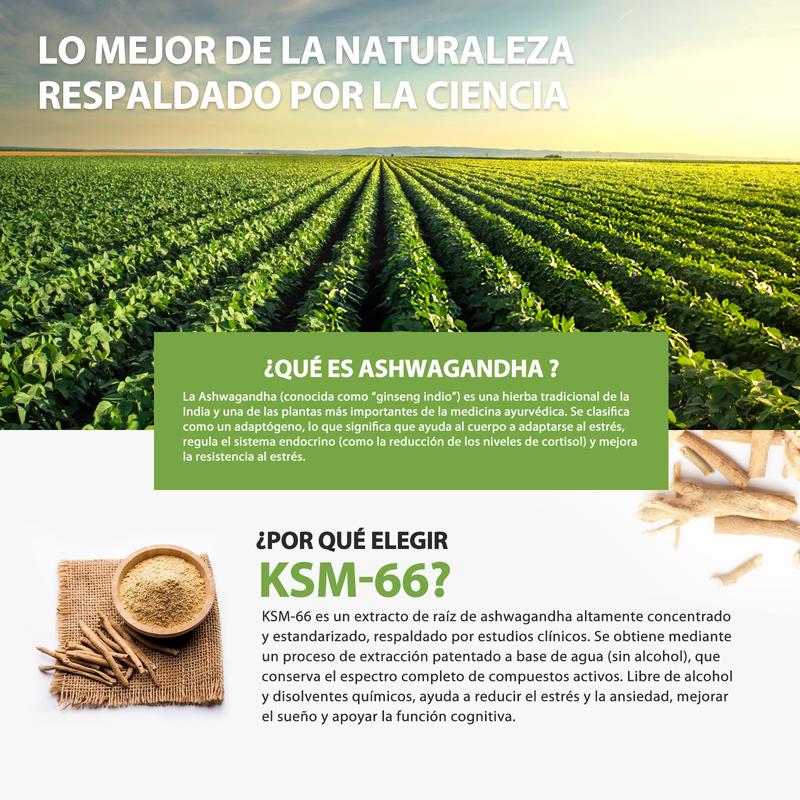 Windboss Cápsulas de Ashwagandha KSM-66 imagen 5